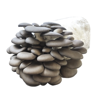 灰平菇蘑菇种植包可食用菌包家庭栽培种蘑菇阳台香菇菌棒袋装盆栽