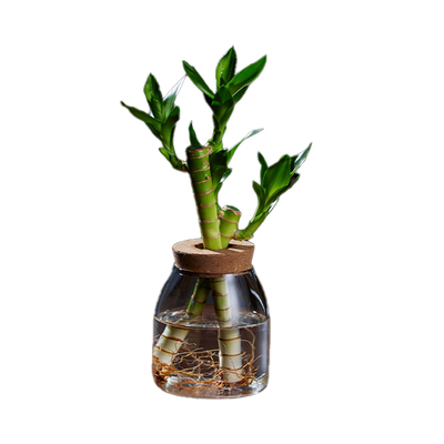 创意富贵竹水培植物室内桌面绿植