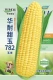 Семена кукурузы Huanai Tianyu 782 25г оригинальные (национальный одобренный сорт) большие палочки раннеспелые супер сладкие