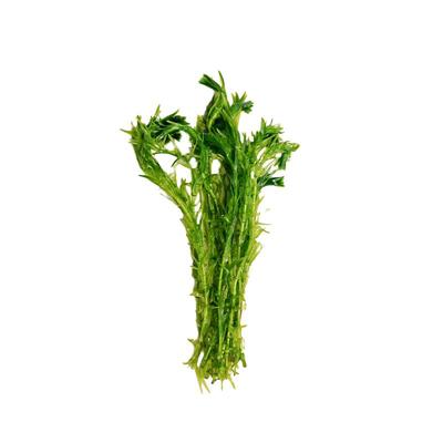 鱼缸水草植物真草水培蜈蚣装饰