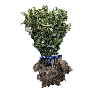 瓜子黄杨苗金边冬青树苗毛杜鹃红花檵木庭院植物篱笆树苗绿化苗木