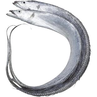 七条船舟山雷达网带鱼大号油带新鲜野生海鱼海鲜水产小眼睛刀鱼