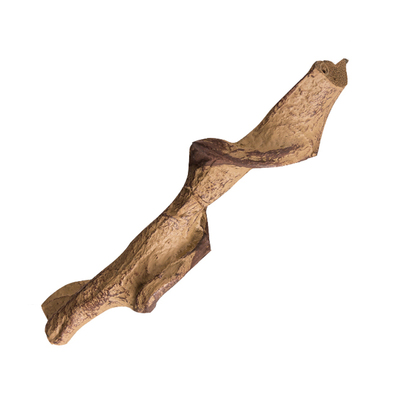 新派宠物reptizoo爬虫睫角守宫