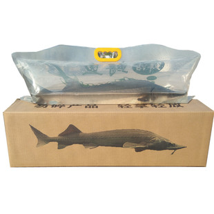 活鱼到家礼品鲟鱼鲟龙鱼新生鲜海鲜活体中华食用鲟活鱼淡水产