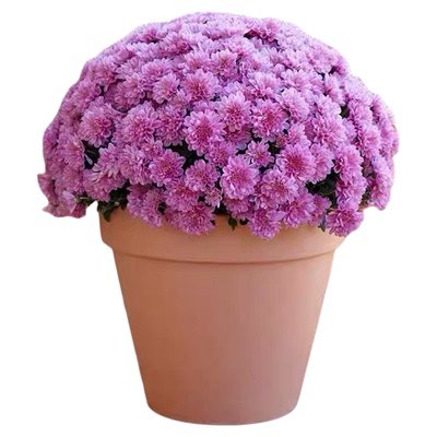 AAA级菊花盆栽特级大苗大花四季