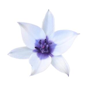 蓝瞳进口原生郁金香种球秋植球根花苗盆栽地栽多年生耐寒虹越现货