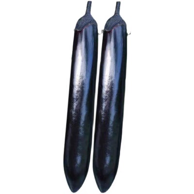 大龙高抗病口感好黑紫色长茄