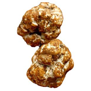 新鲜白松露野生500g云南香格里拉高黎贡山特产猪拱菌块菌顺丰包邮