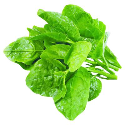 肥厚大叶木耳菜种子蔬菜种籽