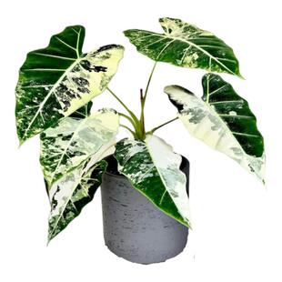 绿天鹅绒锦海芋白锦天鹅绒锦化绿植盆栽室内观叶净化空气