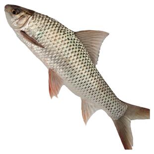 鲮鱼苗土鲮鱼苗淡水 养殖 食用淡水鱼苗批 发土凌鱼苗小鱼苗活鱼