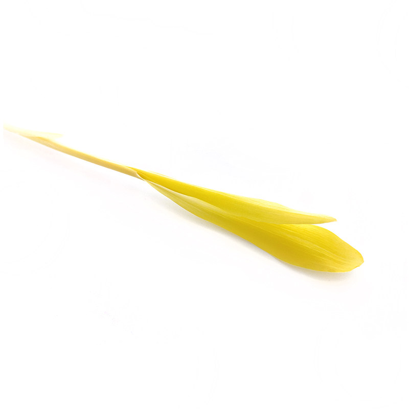 新鲜玉米苗可食用芽苗菜