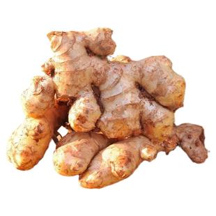 2025云南小黄姜新鲜精品生姜现挖高山沙姜土姜种子蔬菜