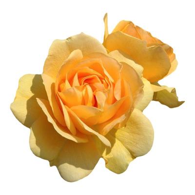 海蒂的花园月季室外庭院花卉植物