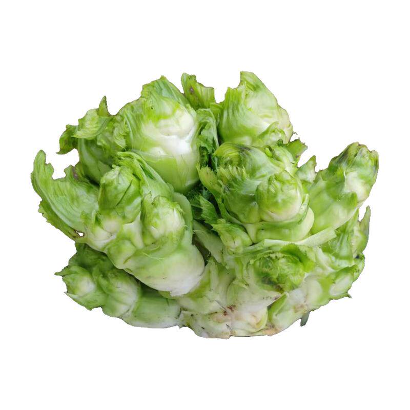 娃娃早熟儿菜种籽抱子云贵四川