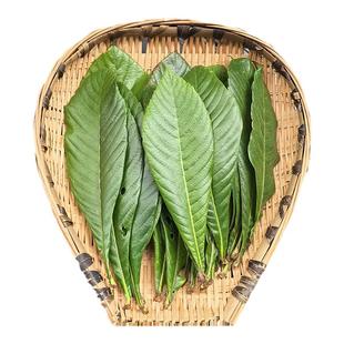 四川新鲜枇杷叶野生枇杷树叶子食用枇杷膏原料中药材泡茶煲汤煮水
