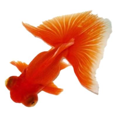 冷水鱼观赏鱼金鱼龙睛小鱼草金鱼