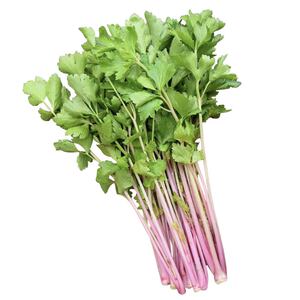 寿光正宗红香芹苗秧芹香味更浓皇后西芹小香芹种子四季盆栽易种植
