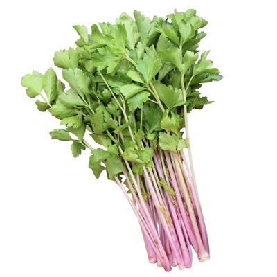寿光正宗红香芹苗秧芹香味更浓皇后西芹小香芹种子四季盆栽易种植