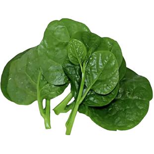 大叶木耳菜苗观赏食用圆叶带土阳台盆栽菜园多茬采收高产脆嫩秧苗