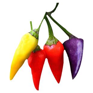 多彩小尖椒种子观赏七彩辣椒籽春季四季盆栽辣味浓抗病多色朝天椒