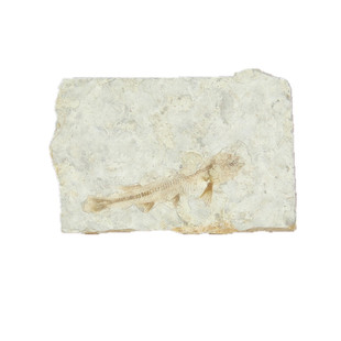 天然化石标本三叶虫斑彩螺菊石贝壳狼鳍鱼植物动物昆虫教学收藏