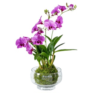 【禁止焦虑】泼墨石斛带花四季开花卉阳台桌面迷你苔藓盆栽观赏