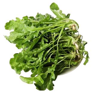 新鲜荠菜非野生野菜大叶荠菜芥地丁菜农家现挖现发包邮馄饨饺子馅