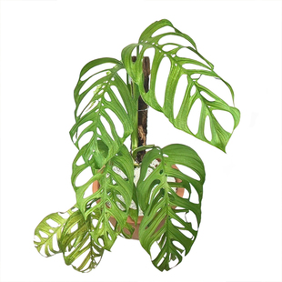 ME巨洞龟背竹网红ins风绿植爬藤进口热植天南星科室内阳台植迷者