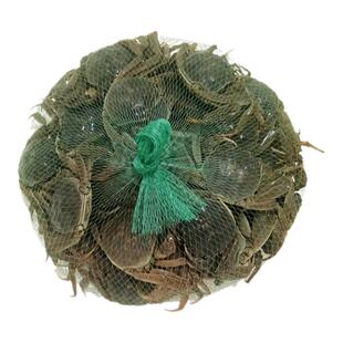 全母鲜活蟹公小螃蟹鲜活大闸蟹六月黄河蟹毛蟹香辣蟹醉蟹海鲜现货