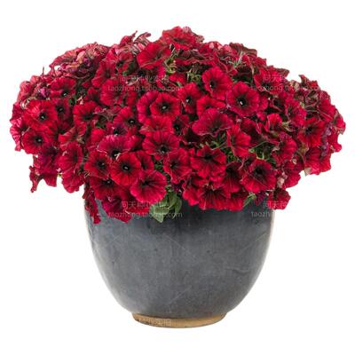 密花型矮牵牛爆盆神器盆栽花苗