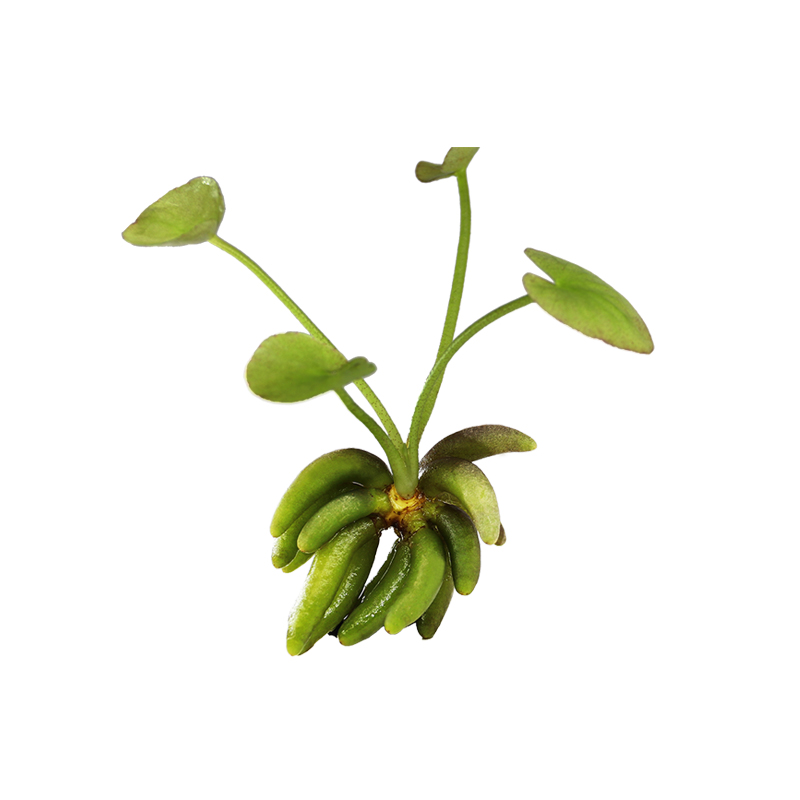 进口结蕉香蕉草水草易养活体植物