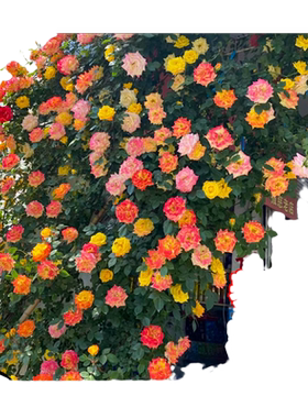 藤彩虹大花苗藤本爬藤蔷薇玫瑰花