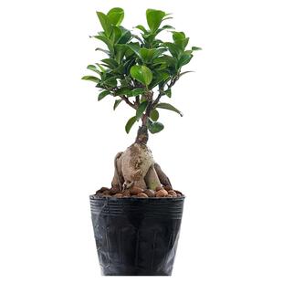 大榕树盆景办公室桌面客厅绿植物人参榕老桩四季常青小榕树苗盆栽