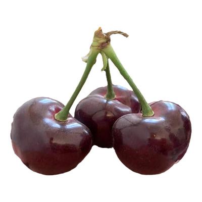 当天发6J大连美黑珍珠早大樱桃车厘子正宗树上现摘脆甜孕妇顺丰