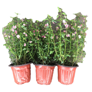 小木槿花盆栽花苗棒棒糖优雅女士多年生树苗庭院阳台好养植物花卉