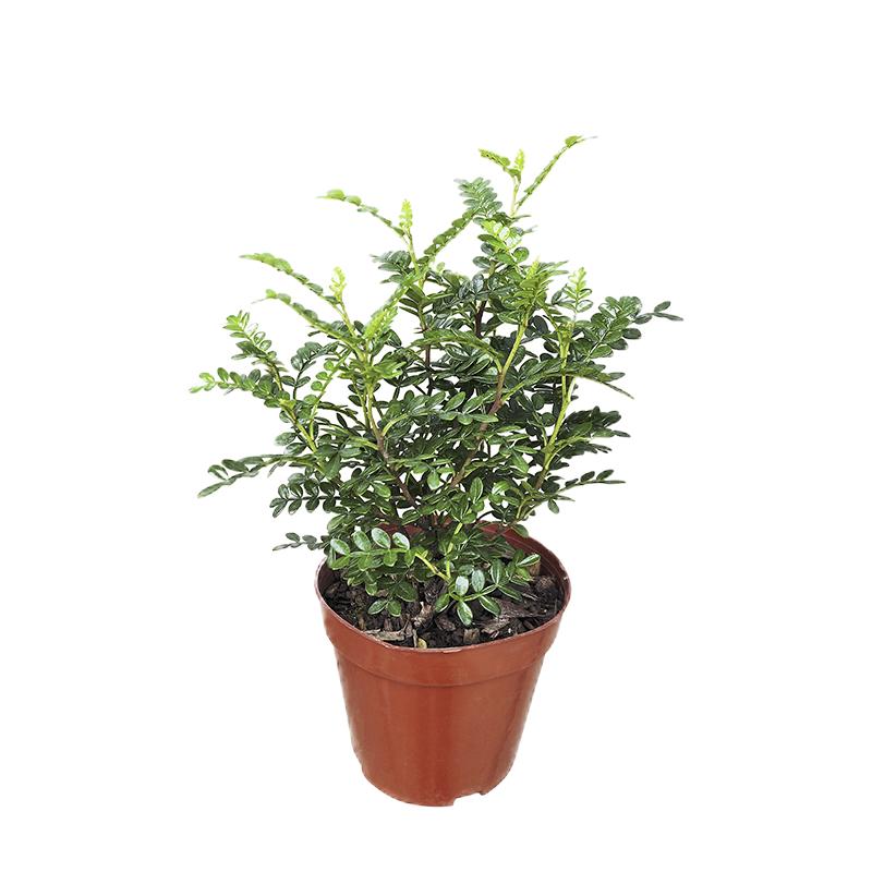 清香型驱蚊草夜来香可成都植物