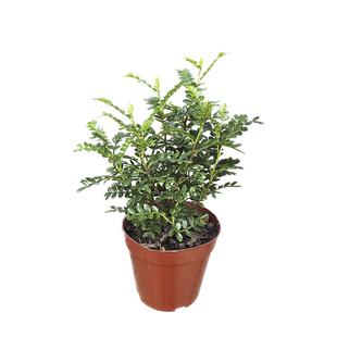 胡椒木盆栽可食用香叶植物室内庭院阳台清香型驱蚊草四季常绿植物