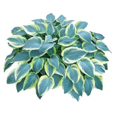 玉簪花苗观叶观花植物庭院地栽盆栽喜阴耐寒花叶青叶玉簪当年开花