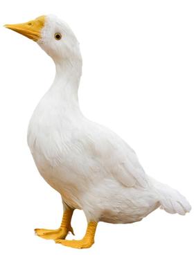 仿真教学动物模型道具园林景观