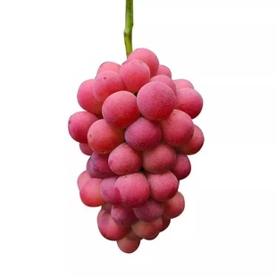 妮娜皇后葡萄无籽现摘红提当季应季水果送礼礼盒时令生鲜顺丰包邮