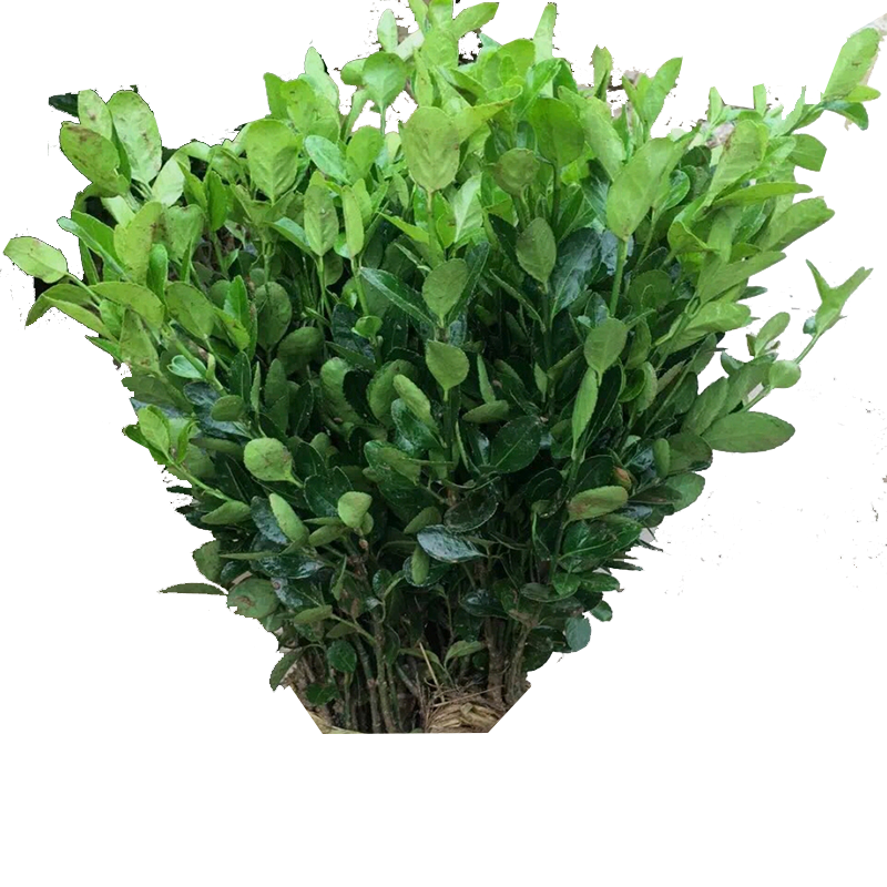 围墙篱笆植物大叶北海道黄杨苗冬青树苗四季常青耐寒庭院绿篱树苗