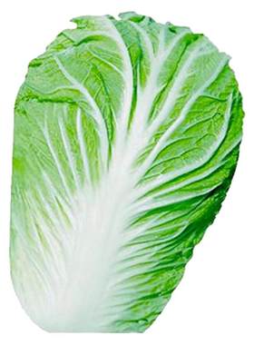 夏阳大白菜种子夏天种的菜50天早熟抗热耐高温夏季蔬菜种籽孑盆栽