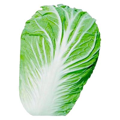 早熟耐高温大白菜高产蔬菜种子
