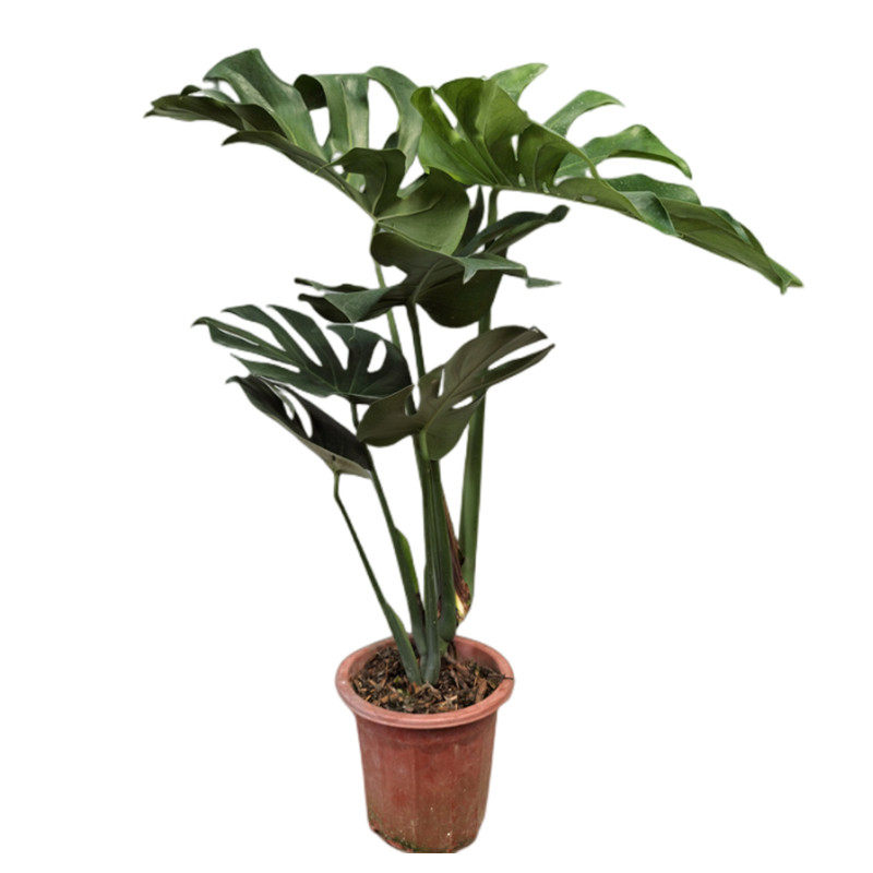 龟背竹盆栽植物大叶水培客厅