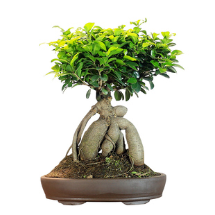 小叶人参榕树盆景大型植物室内客厅办公室桌面盆栽阳台庭院绿植