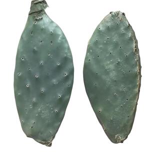 新鲜美容云南仙人掌厚实刺少可食用烫伤外敷药用足年老仙人掌盆栽