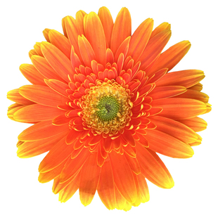 鲜花非洲菊扶郎花束云南昆明基地直发速递同城生日520情人节礼物