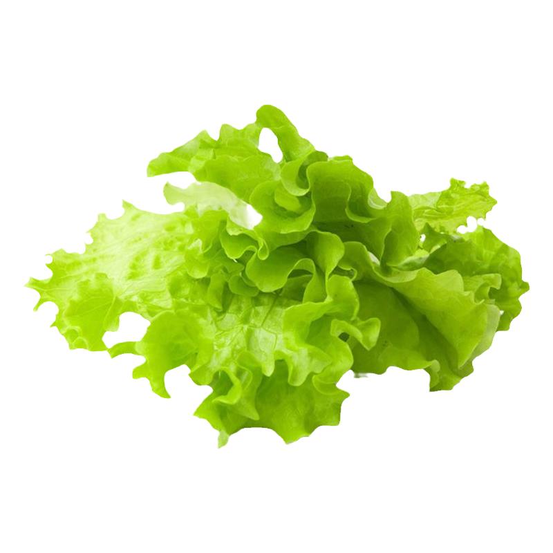 大速生菜秧苗绿生菜秧苗高产四季
