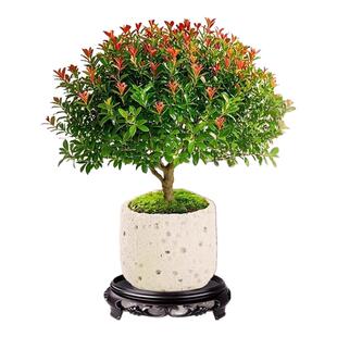 小叶赤楠老桩盆栽客厅桌面盆栽植物室内阳台四季好养植物绿植盆栽